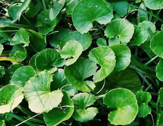 Gotu Kola Extract Powder.jpg